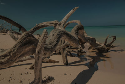 Dead tree on beach against clear sky