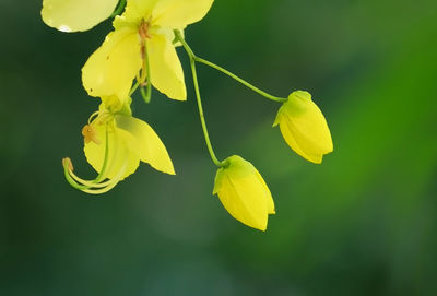 Close-up of yellow flowers blooming outdoors