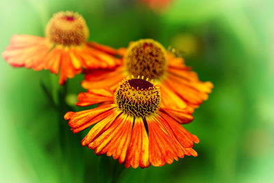 Close-up of black-eyed blooming outdoors