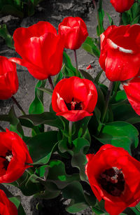 Close-up of red rose bouquet