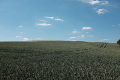 Scenic view of wheat field against sky