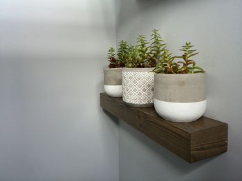 Close-up of potted plant on table