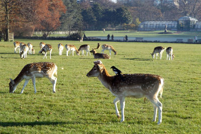 Deer on grassy field during sunny day