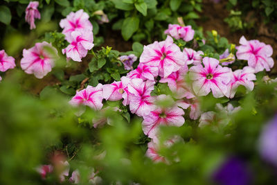 Close-up of pink flowering plant in park