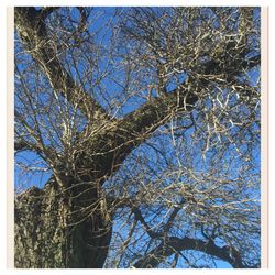 Low angle view of bare trees against sky