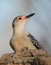 Close-up of bird perching on rock