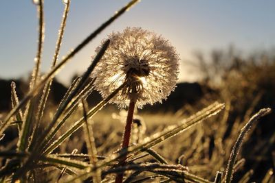 Close-up of dandelion in field