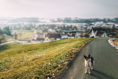 High angle view of dog standing on road