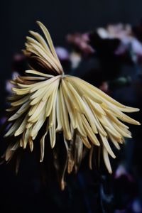 Close-up of wilted flower against black background