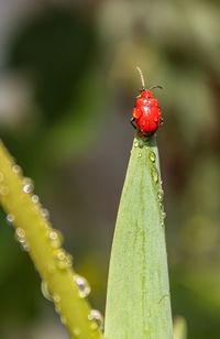 Close-up of ladybug on plant