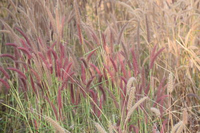 Full frame shot of plants on field