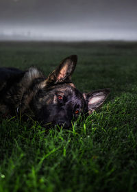 Dog relaxing on field