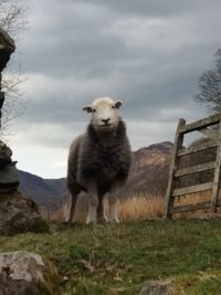 Sheep standing in a field