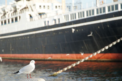 Cruise ships and seabirds in the harbor