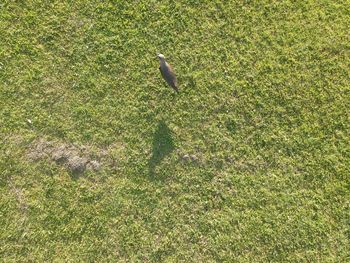 High angle view of bird on field