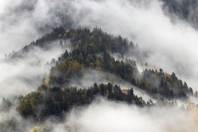 Panoramic view of trees in forest against sky