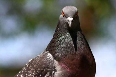 Close-up of bird perching outdoors