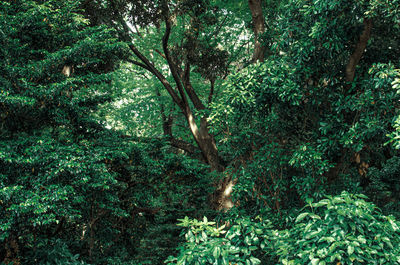 Trees in forest