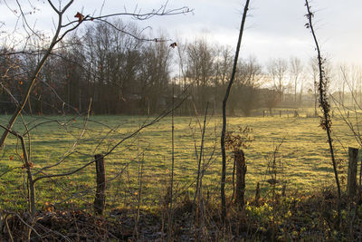 Trees on field against sky