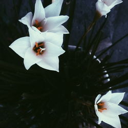 Close-up of white flowers