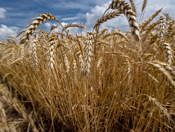 Close-up of cereal plants growing on field against sky