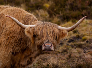 Close-up of highland cattle