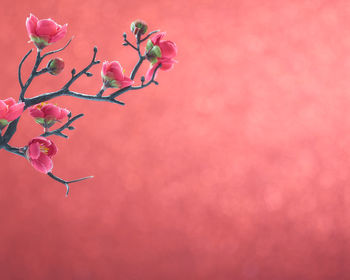 Close-up of flowers against red background during christmas