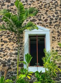 Plants growing outside building