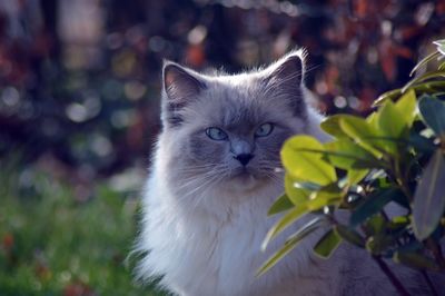 Close-up of cat in garden