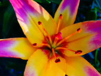 Close-up of pink flower