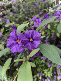 Close-up of purple flowering plant