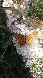 Close-up of bee on flowers