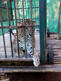 Jaguar in cage at zoo