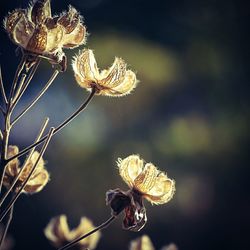 Close-up of flower against blurred background