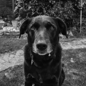 Portrait of cute dog sitting in garden