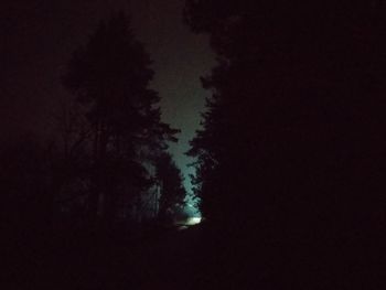 Low angle view of trees against sky at night