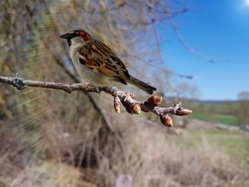Close-up of bird perching on branch