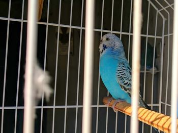 Close-up of parrot in cage