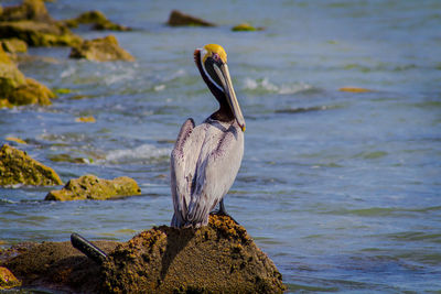 Close-up of bird in water