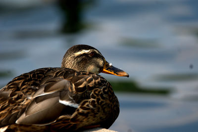 Close-up of mallard duck by lake