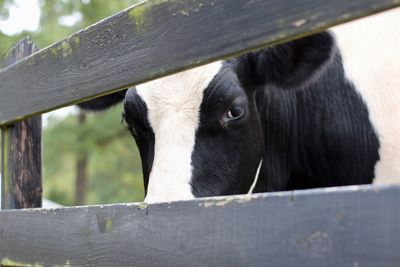 Close-up of horse in pen