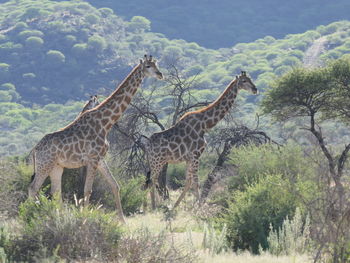 Zebras in a field