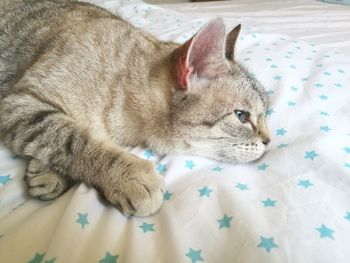 High angle view of cat resting on bed