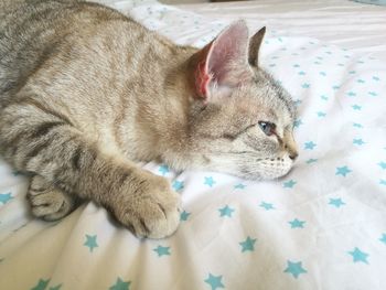 High angle view of cat resting on bed, blue eyed tabby snow bengal domestic cat