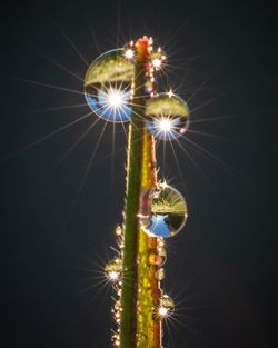 Low angle view of flowering plant against sky at night