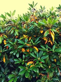 Plants growing on a tree