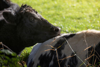 High angle view of horse on field