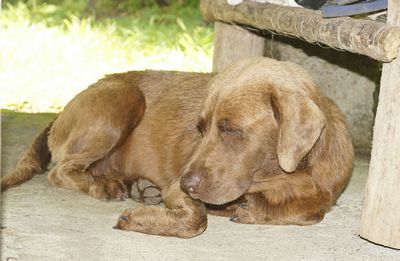 Close up of sleeping dog