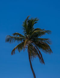 Low angle view of palm tree against blue sky