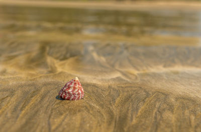 Close-up of shell on sand